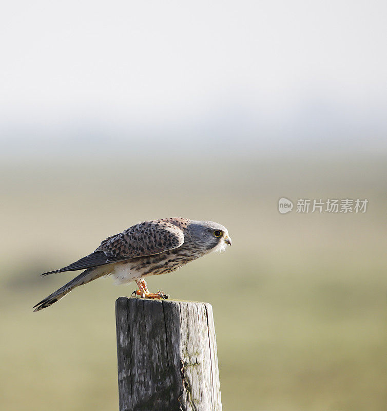红隼(Falco tinnunculus)雄性